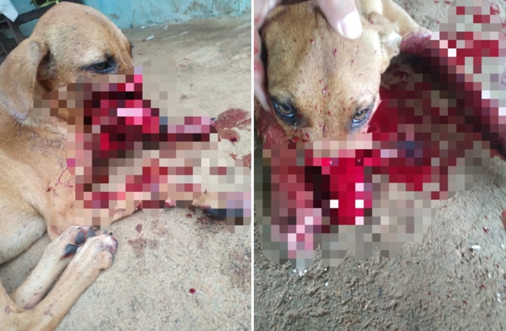 Animal foi sacrificado após ter focinho decepado pelo agressor que é vizinho dos tutores — Foto: Divulgação