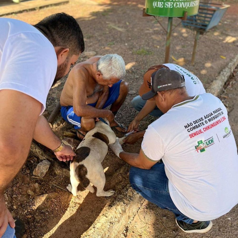 Eutanásia canina foi realizada pela secretaria de Saúde - Foto: Ascom/Divulgação 