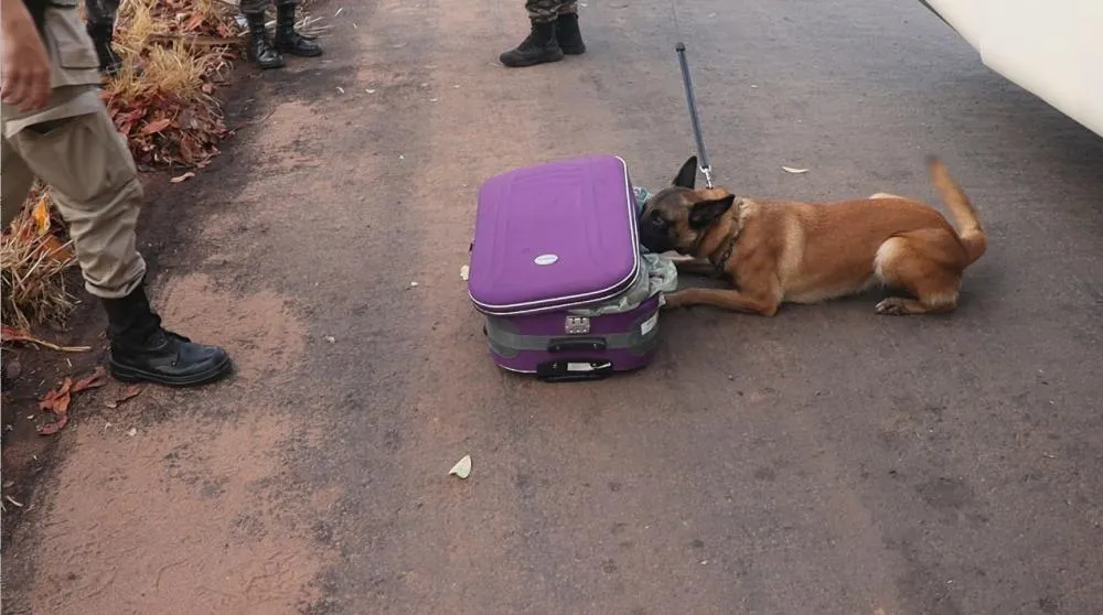 Na bagagem de um dos passageiros, o cão Radar de faro de narcóticos encontrou porções de substância análoga à maconha – Foto: Alessandro Ferreira / Agência Tocantins